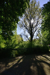 Fototapeta premium Baum im Park mit durchscheinender Sonne, Tree in the park with translucent sun