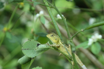 lizard on a leaf