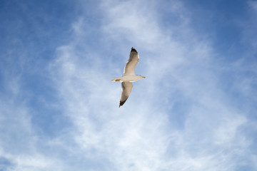 Soaring in the blue sky bird Seagull. White clouds in sunny day. Weather background. Freedom concept. Clear blue sea sky.