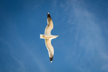 Soaring in the blue sky bird Seagull. White clouds in sunny day. Weather background. Freedom concept. Clear blue sea sky.