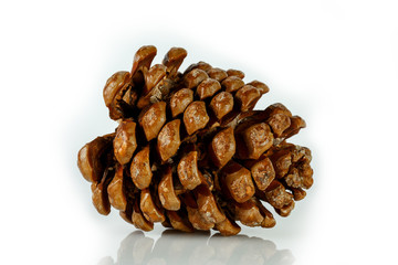 Cedar cone brown