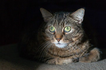 Naklejka na ściany i meble Tabby Mackerel cat in the dark