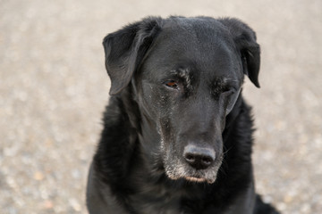  Old black mixed breed stray dog headshot outdoors