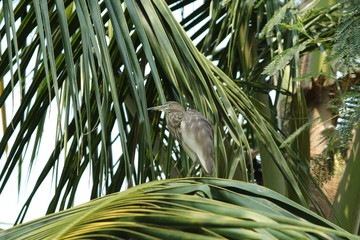 Indian Pond Heron on coconut tree