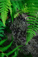 Bright green fern fronds framing granite rock
