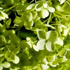 Fototapeta na wymiar Macro green hydrangea