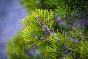 A close up photo of a pine tree branch