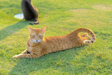 red cat lying on the grass in the sun