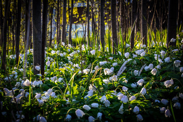 flowers in the forest