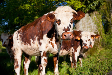 Fototapeta na wymiar Vaches au pré en France