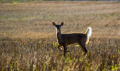 deer on a field