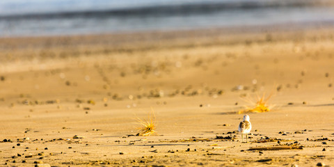 junger Maoriregenpfeifer (Dotterel) Coromandel, Panorama, Neuseeland