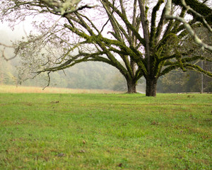 Fototapeta premium Foggy Mornings