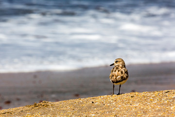 seltene Neuseeland Maoriregenpfeifer (Dotterel) Coromandel
