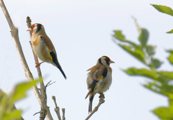 Fototapeta premium Two colorful male Goldfinch bird sitting in a ash tree (latin: Spinus tristis)