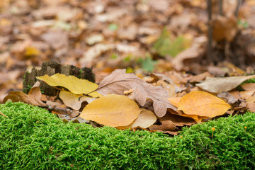 fallen autumn leaves on moss macro