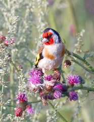 Closeup of a colorful Goldfinch bird eating purple thistle, the favourite food (latin: Spinus tristis)