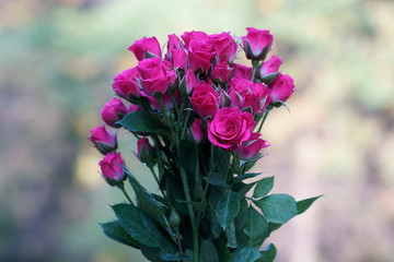 A bunch of pink Rose buds