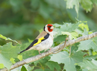 Colorful male Goldfinch bird sitting on a maple branch (latin: Spinus tristis)