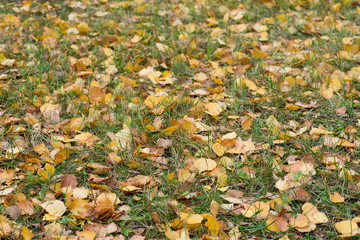 fallen autumn birch leaves on ground