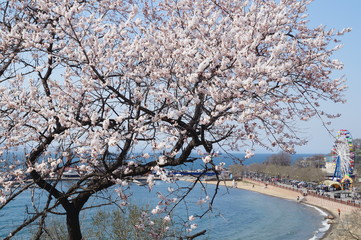 Blooming tree on the background of the sea Bay