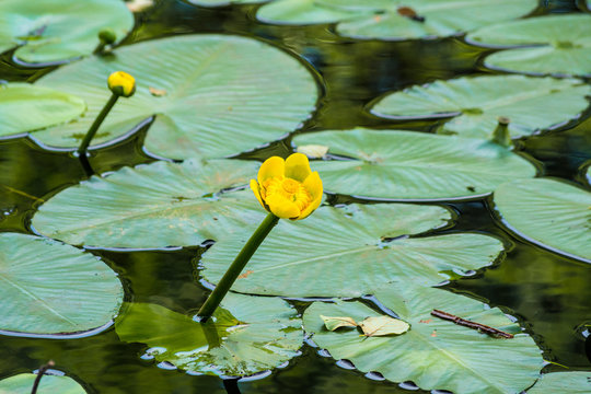 Beautiful yellow water lily in a lake. Spatterdock