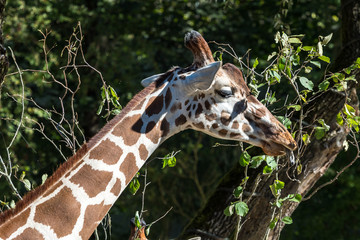 Giraffe - Giraffa camelopardalis