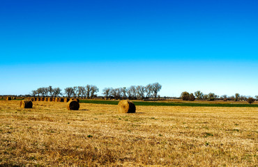Fototapeta premium hay bales in the field