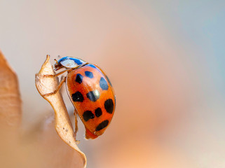 Beautiful macro shot of a lady bug