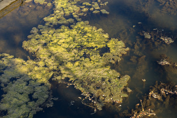 Fototapeta na wymiar Marsh algae. Green models of algae on the water. Bog with organic pollution due to sewage. Water polluted by lake was covered with algae. Green nasty swamp. surface of lake with green algae. Seaweed