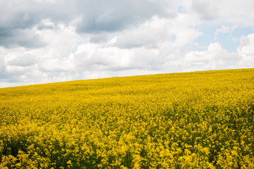 Obraz premium Field of flowering mustard and sky
