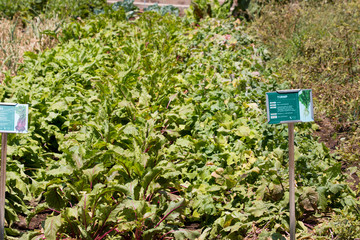 Fototapeta na wymiar Home gardening, mature turnip plants and beet plants growing in rows.