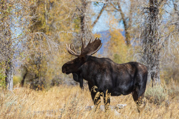 Naklejka na ściany i meble Bull Shiras Moose in Wyoming in the Fall Rut
