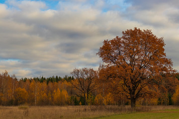 Fototapeta na wymiar autumn landscape with trees and blue sky