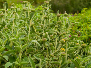 Phlomis fruticosa - Sauges de Jérusalem ou Phlomis arbustifs, un arbuste méditerranéen, couvre-sol aux fleurs de couleur jaune vif et au feuillage aromatique, duveteux de couleur vert-gris.