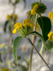 Phlomis fruticosa - Sauges de Jérusalem ou Phlomis arbustifs, un arbuste méditerranéen, couvre-sol aux fleurs de couleur jaune vif et au feuillage aromatique, duveteux de couleur vert-gris.