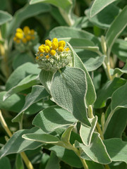 Phlomis fruticosa - Sauges de Jérusalem ou Phlomis arbustifs, un arbuste méditerranéen,...