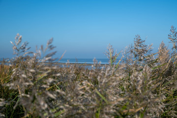 Fototapeta premium Blick über den Strandhafer zur Küste