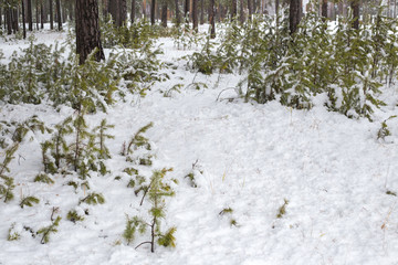 coniferous forest in the snow