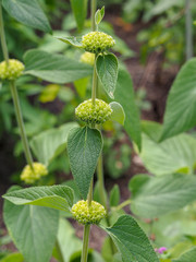 Buisson de fleurs et fruits de sauge de jérusalem (Phlomis fruticosa)