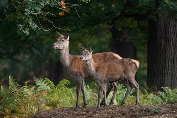 Stunning portrait of red deer hind in colorful Autumn forest landscape