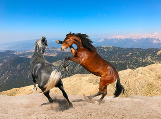 Fototapety  dwa konie gniadoszowe i siwe bawią się w górach na szczycie
