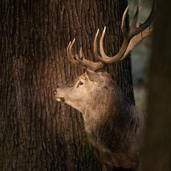Beautiful portrait of red deer stag Cervus Elaphus in colorful Autumn Fall woodland landscape