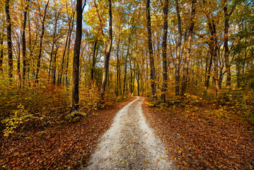 Road in yellow autumn forest.