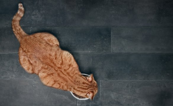 Ginger cat seen from above while eating from a white food bowl. Panoramic picture with copy space.