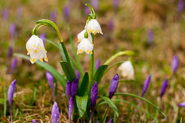 Fototapeta premium Snowdrops on the ground