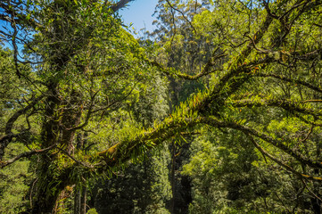  Great Otway National Park. Otway fly tree top walk.
