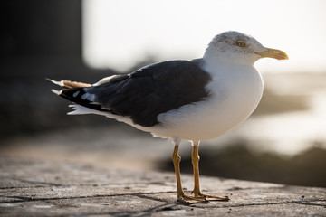 Seagull bird on the ground