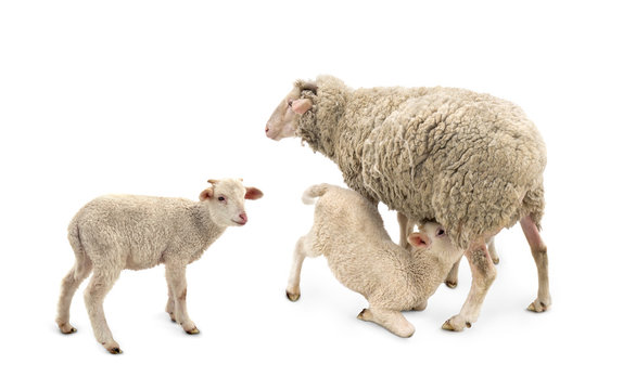White small lamb is feeded of his mother sheep (Ovis aries) on a white background