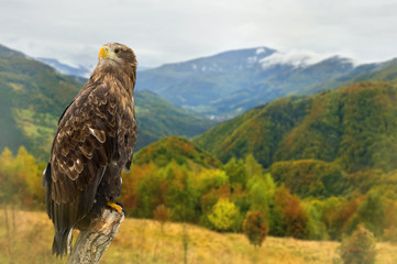 Golden eagle ( Aquila chrysaetos ) autumnal colorful forest in mountain